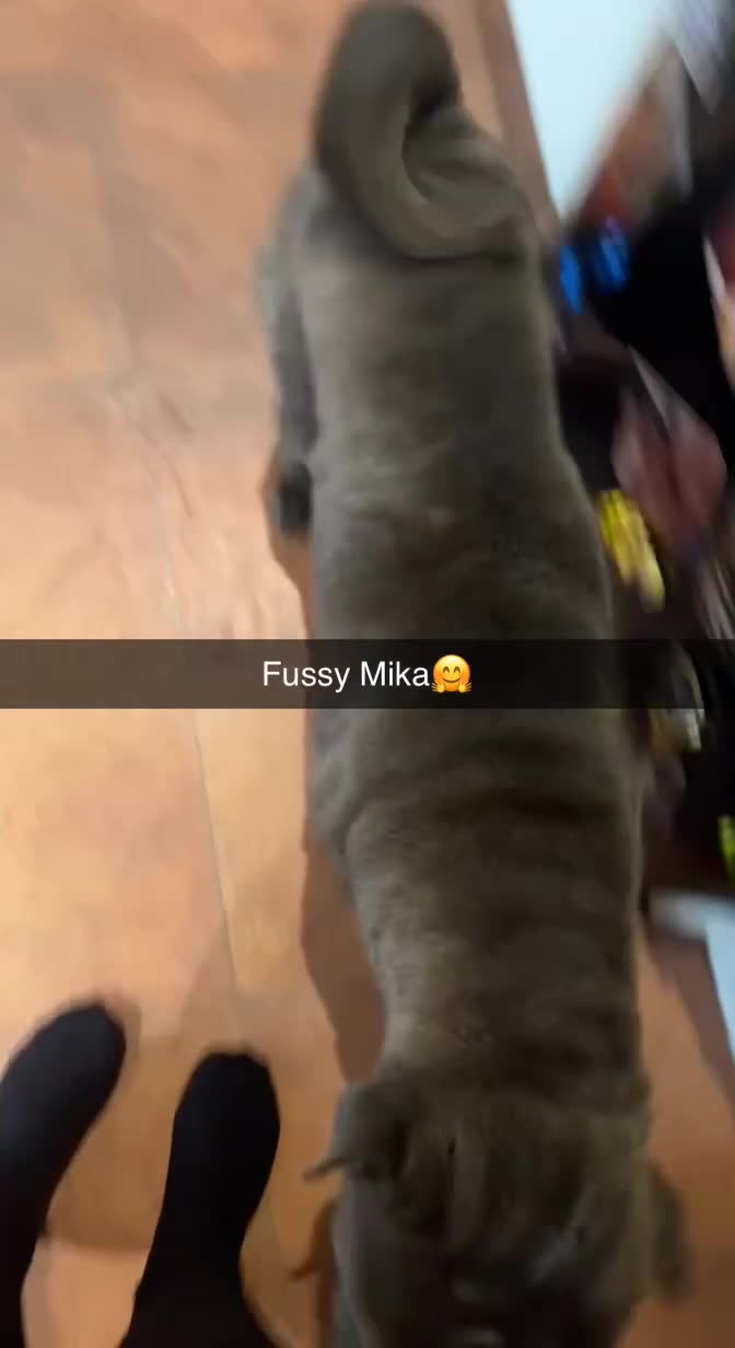 Shar Pei dogs for sale: Mika Female Shar Pei Age 4  - Video 5