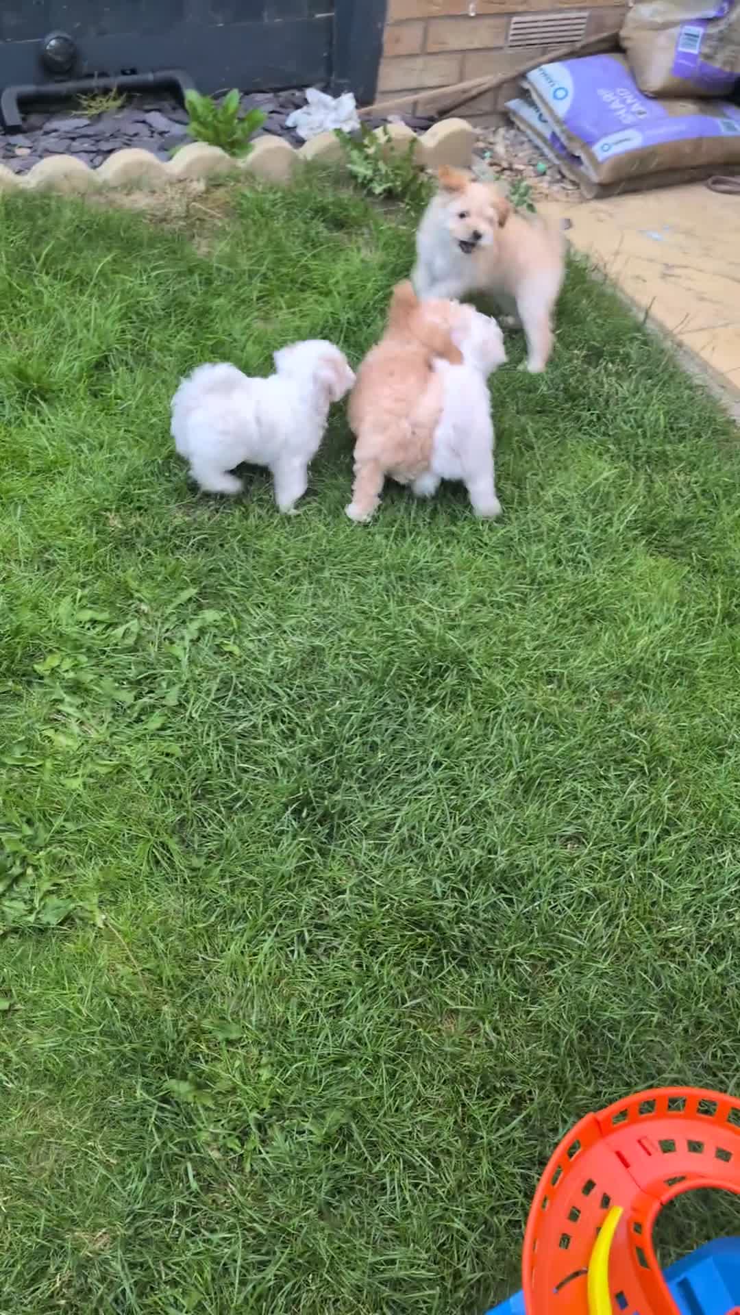 Maltipoo dogs for sale: Tiny Maltipoo, NEW PRICE 😍🐕🐕🥰 - Video 1