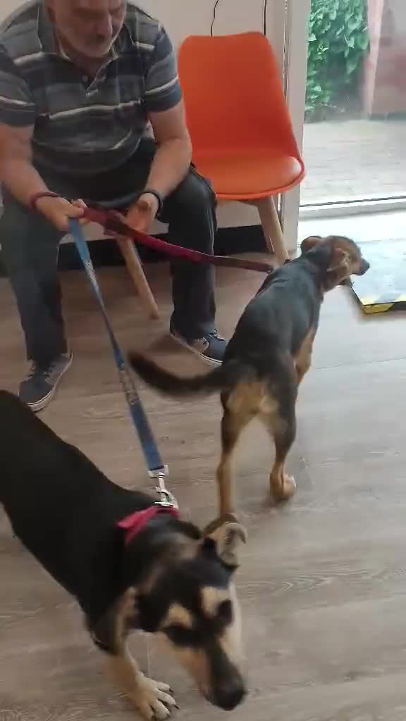 Mixed Breed dogs for adoption: Loving Maisie for adoption  - Video 1