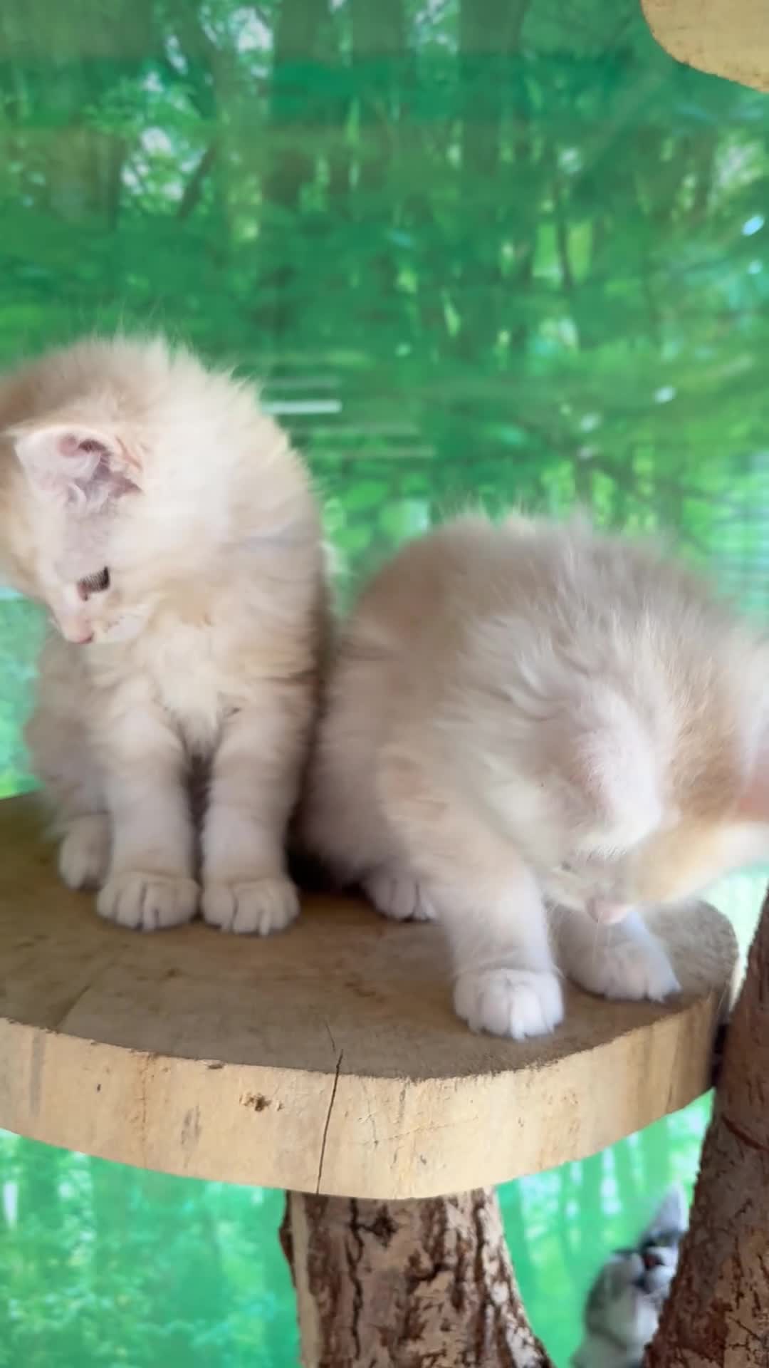 Maine Coon cats for sale: Ready now 😻😻😻 - Video 4