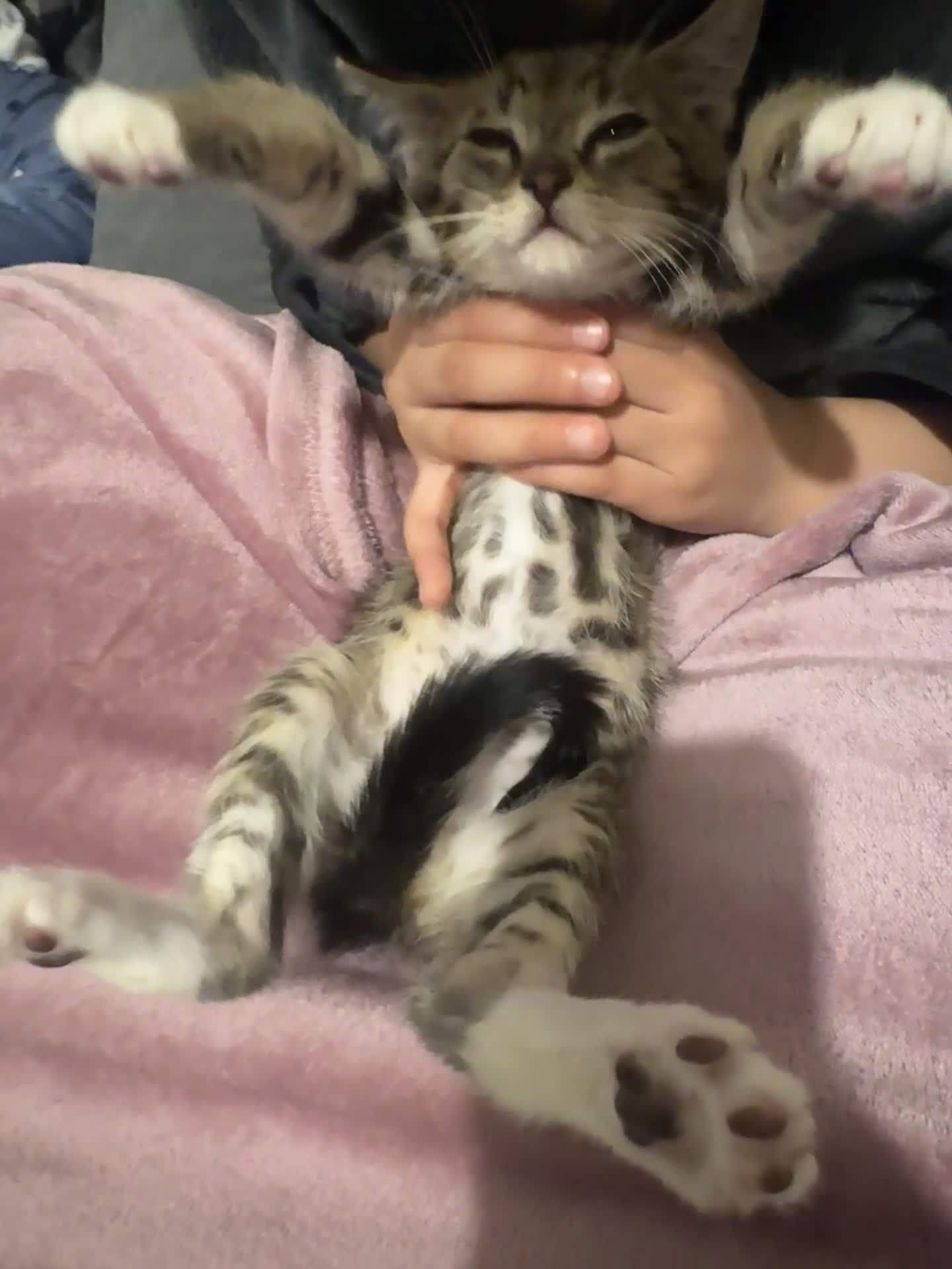 Bengal cats for sale: Last Marble Bengal Girl Available  - Video 2