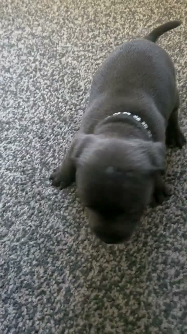 Staffordshire Bull Terrier dogs for sale: Staffordshire bull terrier {Blue} - Video 1