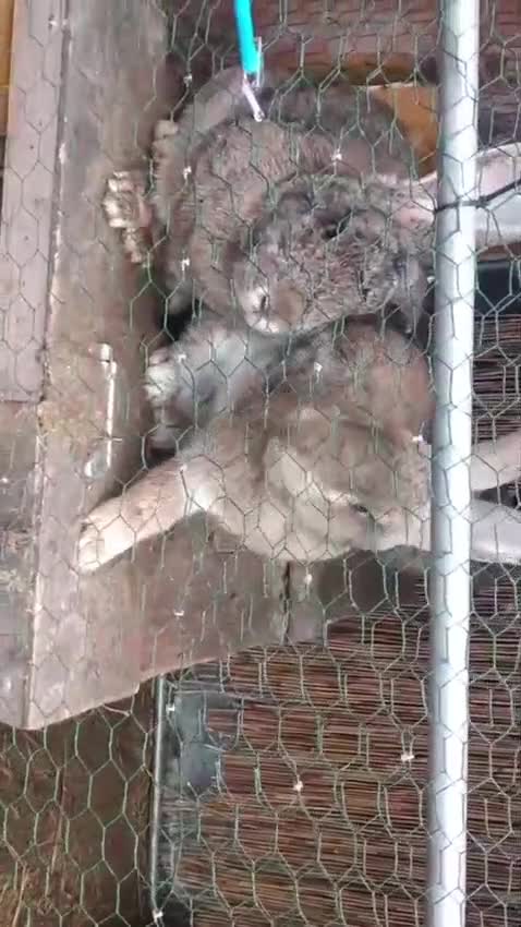 Continental Giant rabbits for sale: Majical pure breeds (Premium) - Video 4