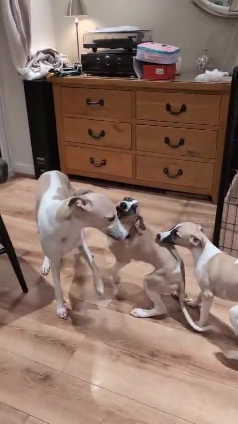 Whippet dogs for sale: KC REGISTERED Whippet puppies for Sale - Video 1
