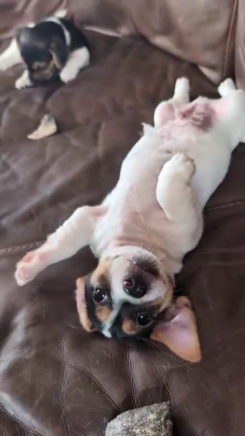 Jack Russell dogs for sale: Chunky Confident Terrier Pups for 5* Active Homes - Video 3