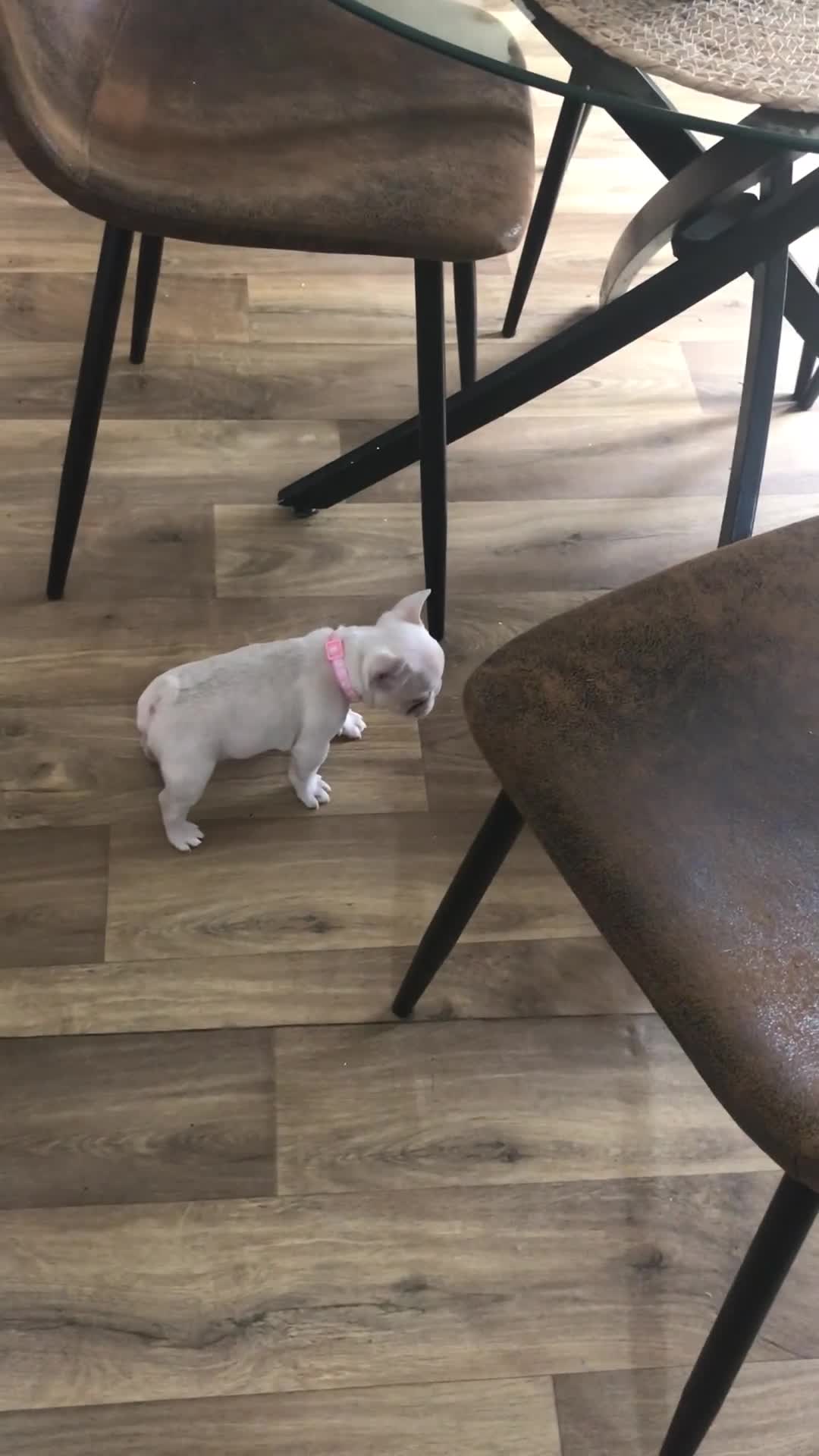French Bulldog dogs for sale: 2 French Bulldog Puppy’s available - Video 1