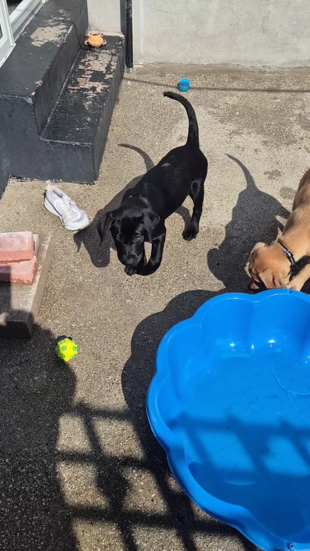 Labrador Retriever dogs for sale: Labrodor retriever kc REDUCE GIRL 1 left - Video 1