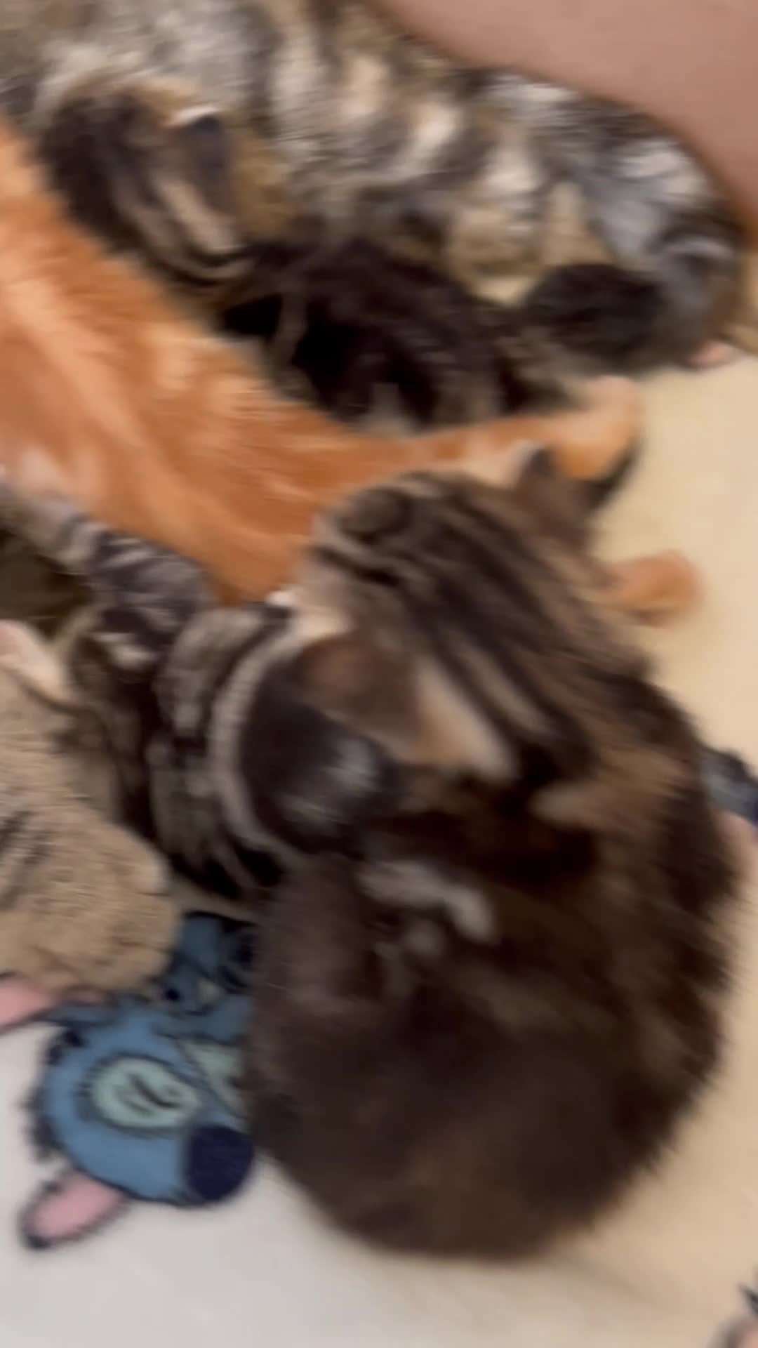 Mixed Breed cats for sale: Bengal/Russian blue kittens  - Video 1