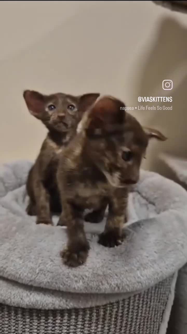 Oriental cats for sale: Oriental and Siamese kittens. - Video 2