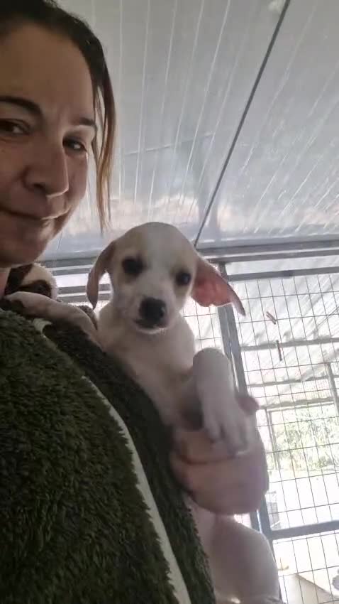 Mixed Breed dogs for adoption: 🐾Meet Donut so sweet he could pass for dessert 🍩 - Video 1