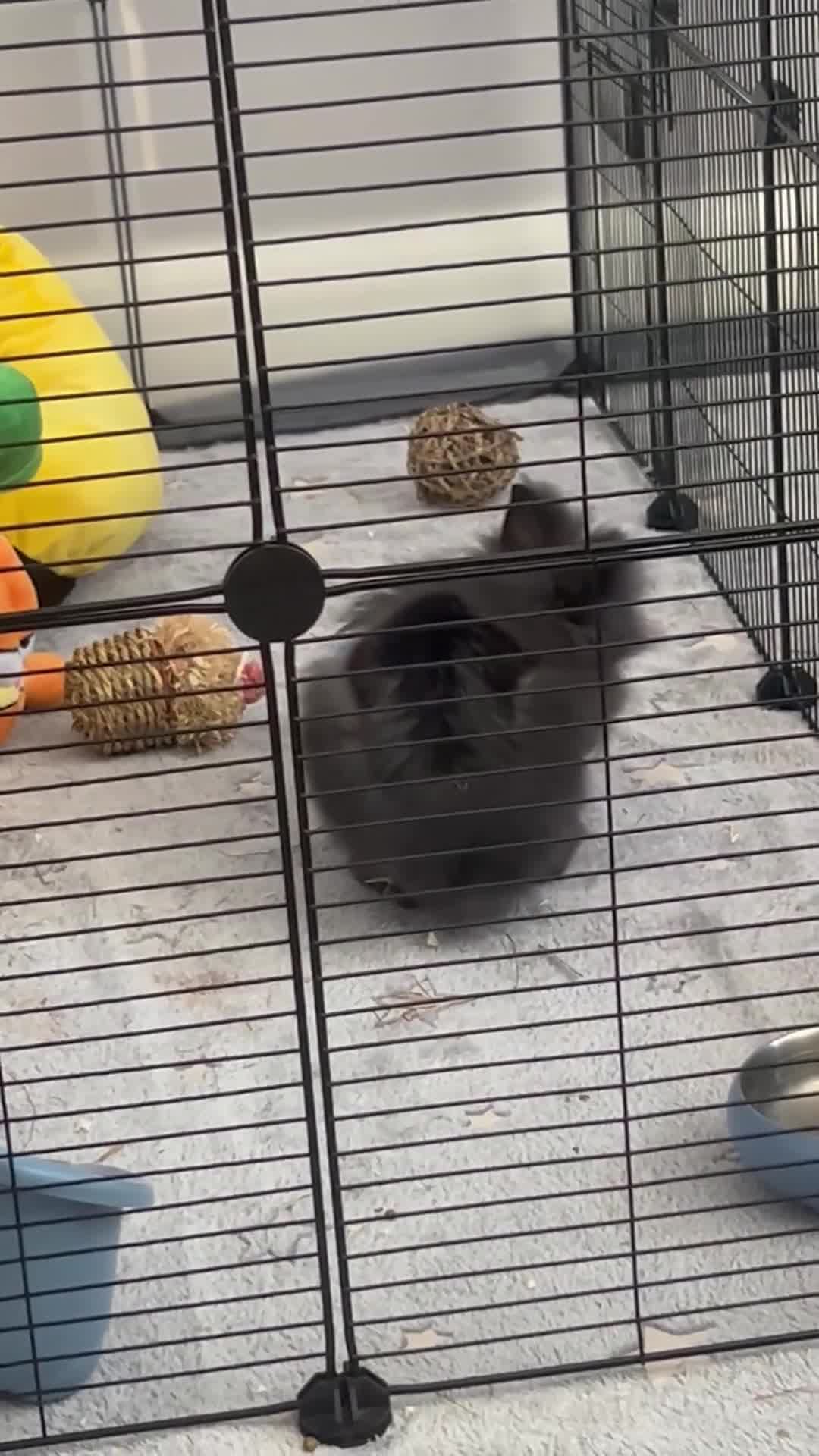 Lionhead rabbits for sale: Double mained lionhead black and white boy  - Video 1