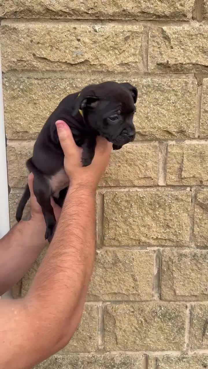 Staffordshire Bull Terrier dogs for sale: KC CHAMPION LINES STAFFORDSHIRE BULL TERRIER PUPS  - Video 3