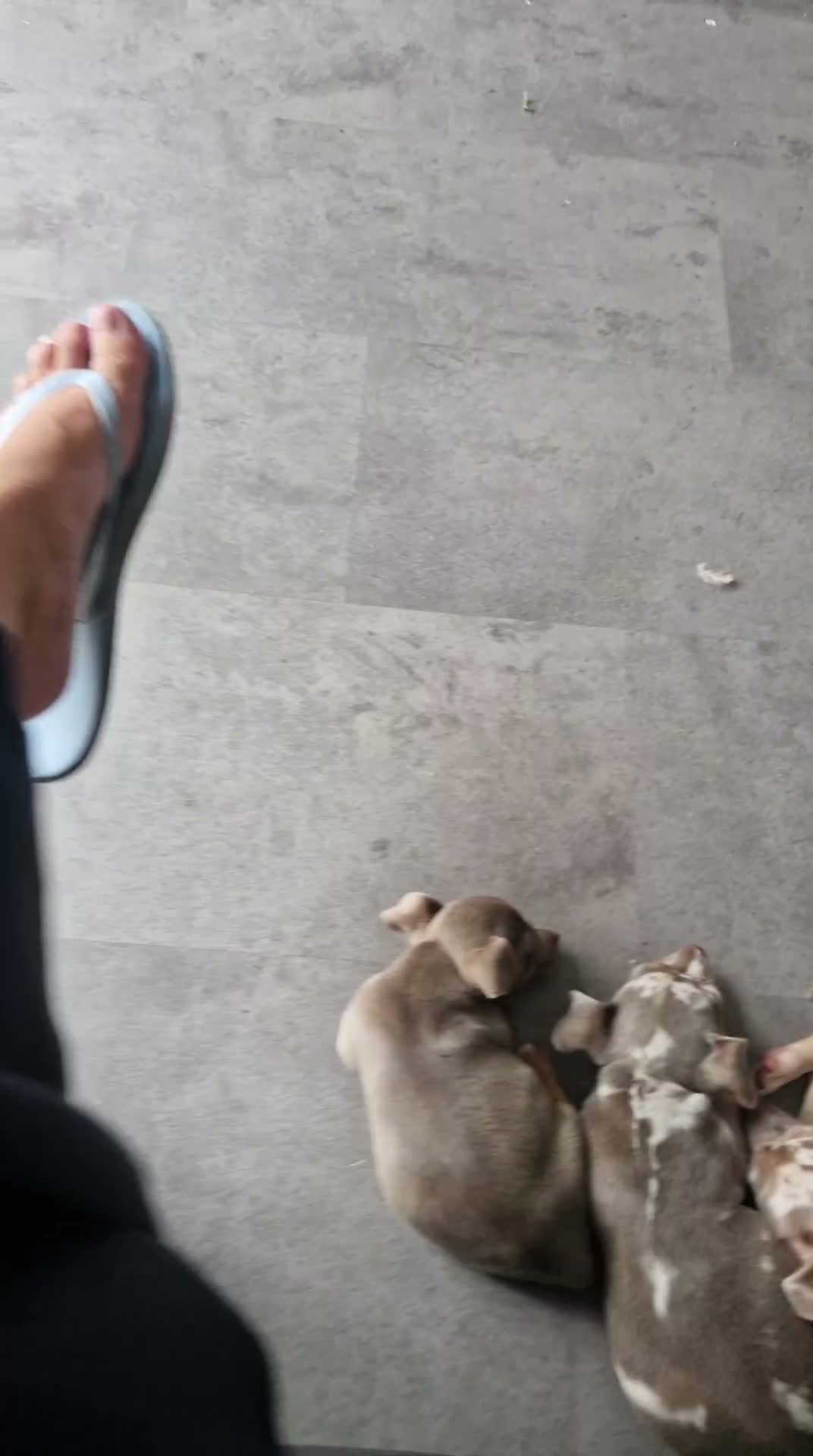 Jack Russell dogs for sale: Merle jack russels - Video 1