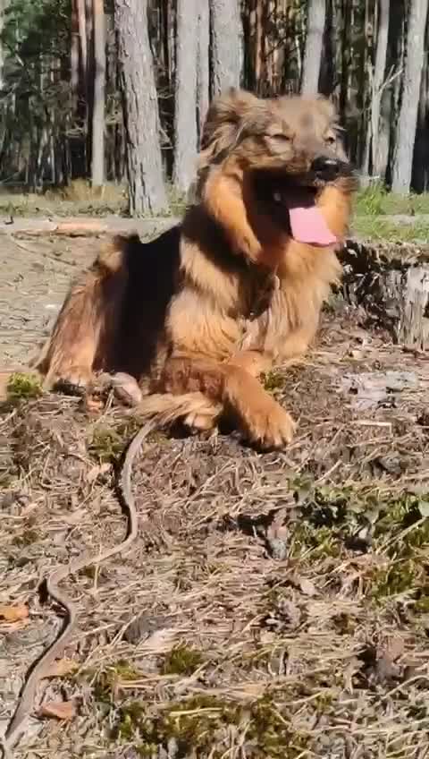 Border Collie dogs for adoption: Frida: From the Side of the Road - Video 3