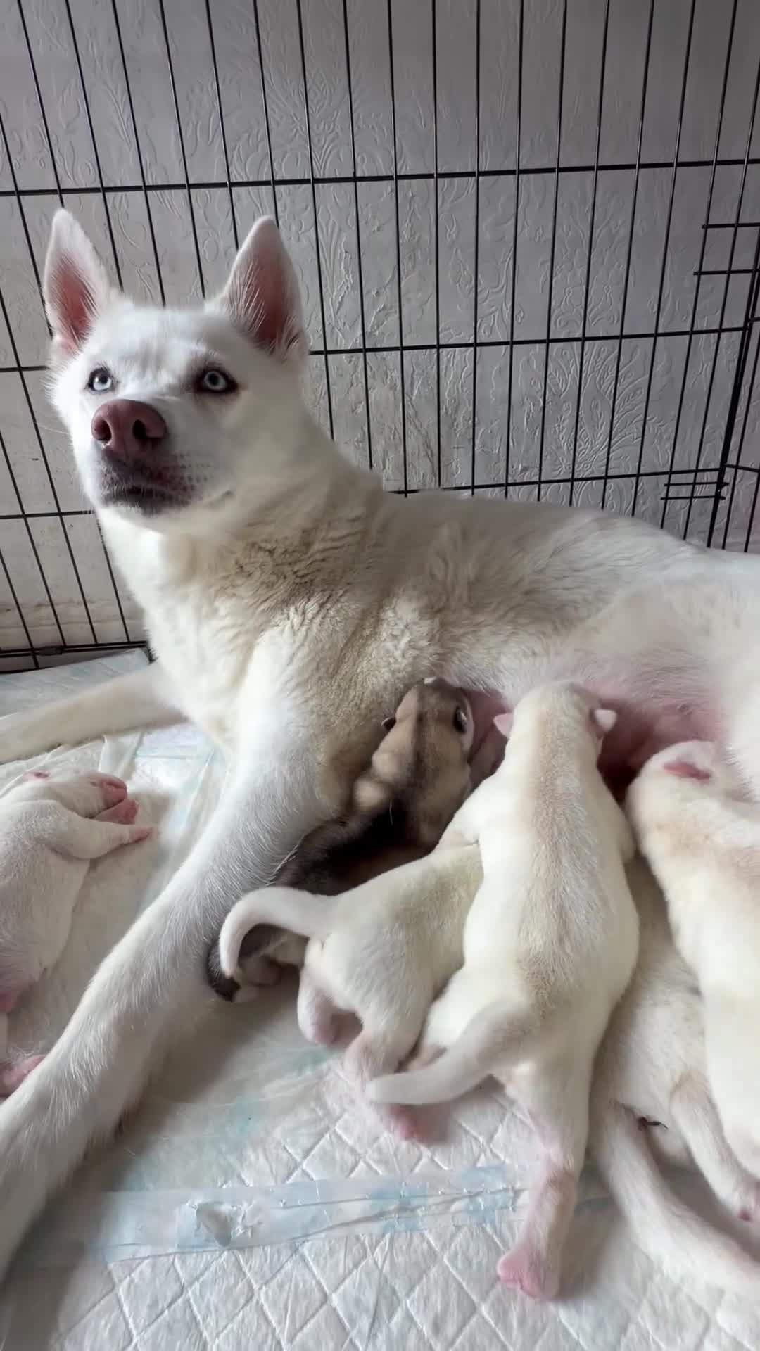 Siberian Husky dogs for sale: Beautiful puppies  in Manchester - Video 1
