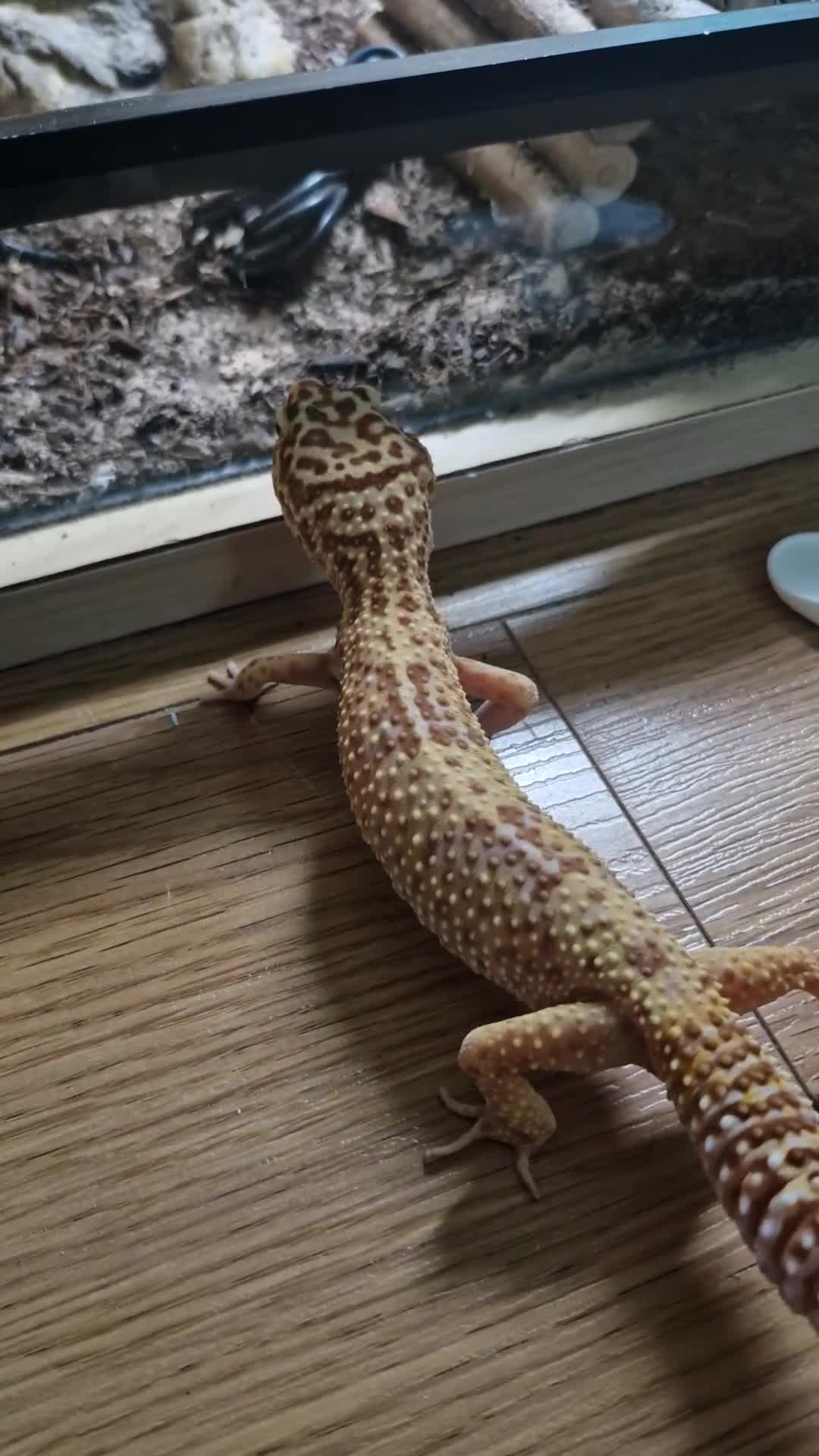 Leopard Gecko reptiles for sale: Female leopard gecko and double set up - Video 1