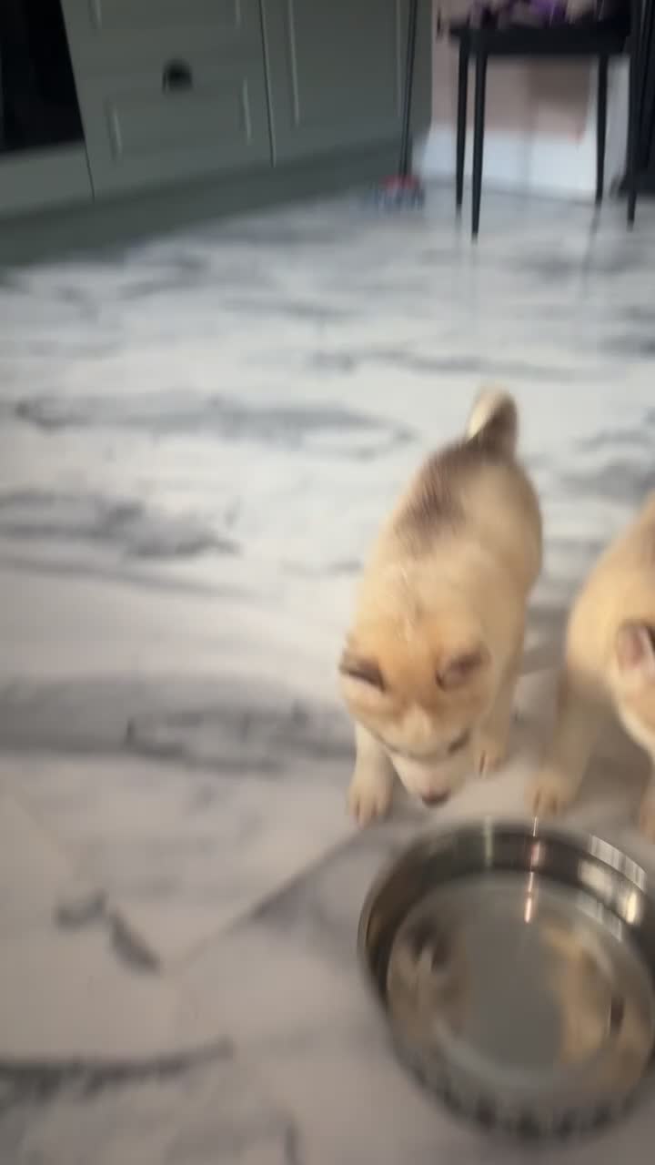 Siberian Husky dogs for sale: Ready Now! Siberian Husky boy left - Video 2