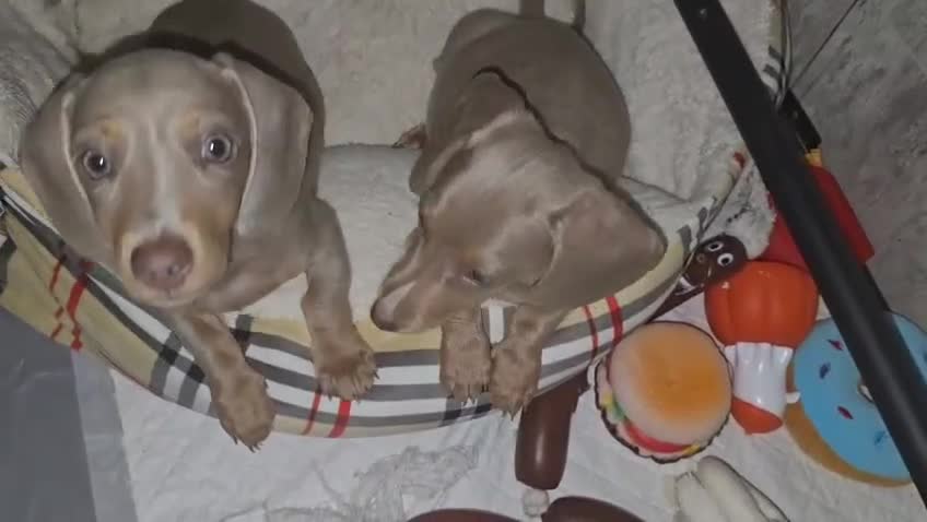 Miniature Dachshund dogs for sale: Top quality Mini short-haired dashhound, Isabella - Video 1