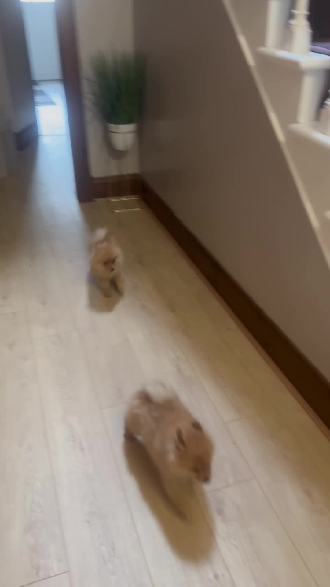 Pomeranian dogs for sale: Tiny teddy bear Pomeranian puppies ONE GIRL LEFT - Video 1