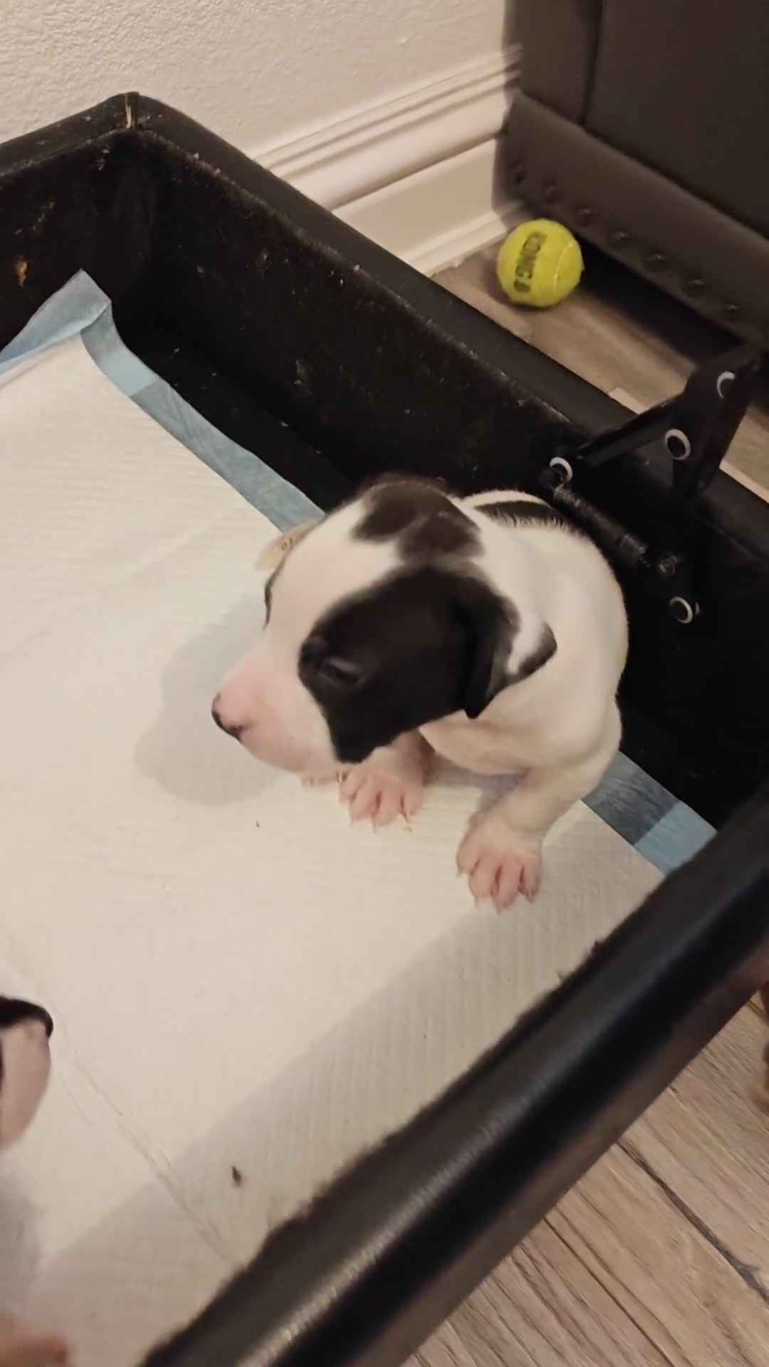 Presa Canario dogs for sale: Spanish mastiff  - Video 1