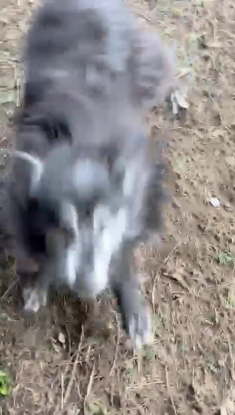 Mixed Breed dogs for adoption: Meet amazing MOOSE!!  - Video 2
