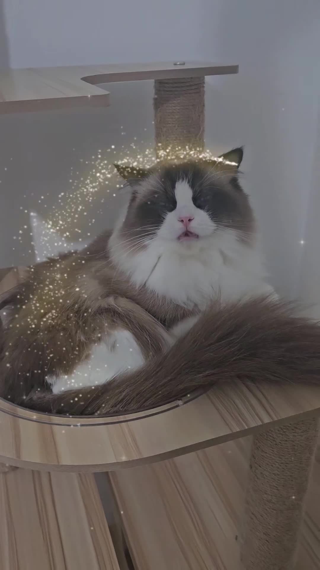 Ragdoll cats for stud: Beautiful Active GCCF Stud Boy  - Video 1