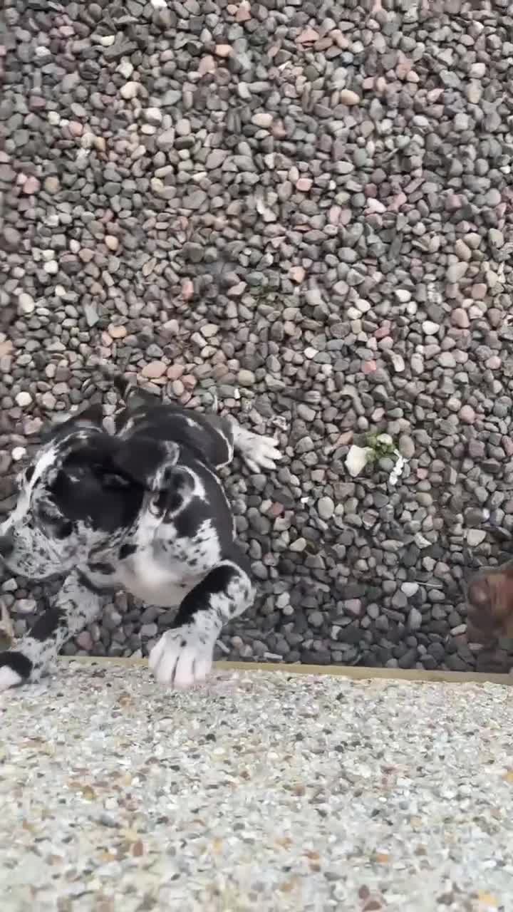 Mixed Breed dogs for sale: Mastiff X (North American & South African)  - Video 1