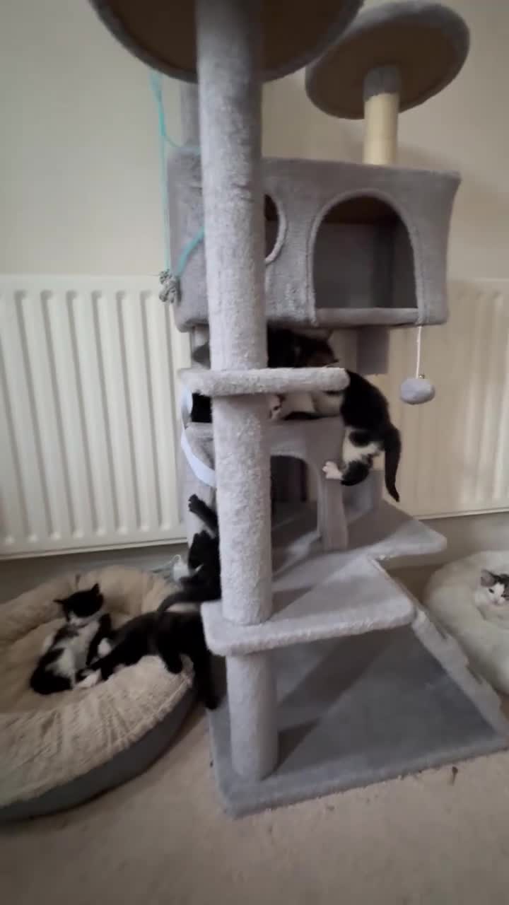 Mixed Breed cats for sale: Seven Tiny Adventures Waiting for Their Families - Video 2