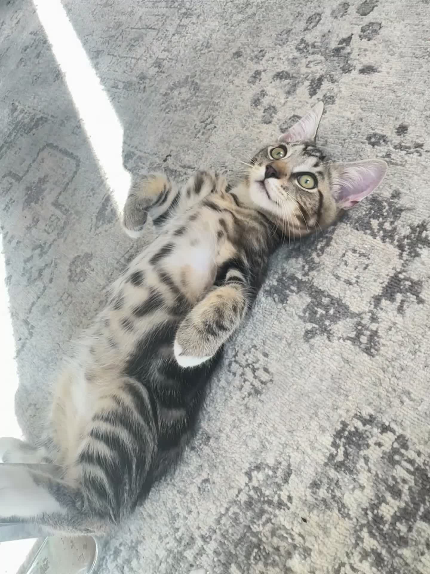 Mixed Breed cats for sale: Tabby Male Kitten  - Video 2