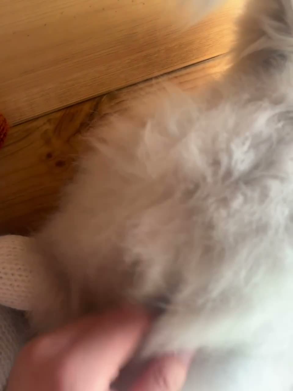 Angora rabbits for sale: ✨vaccinated✨ English angora boy for 5⭐️🏡  - Video 1