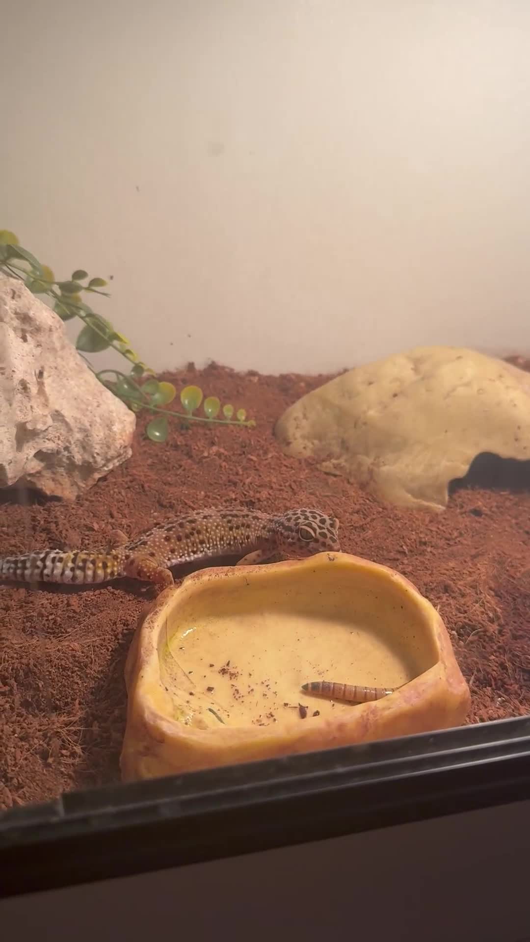 Leopard Gecko reptiles for sale: Leopard gecko with full set up included  - Video 1