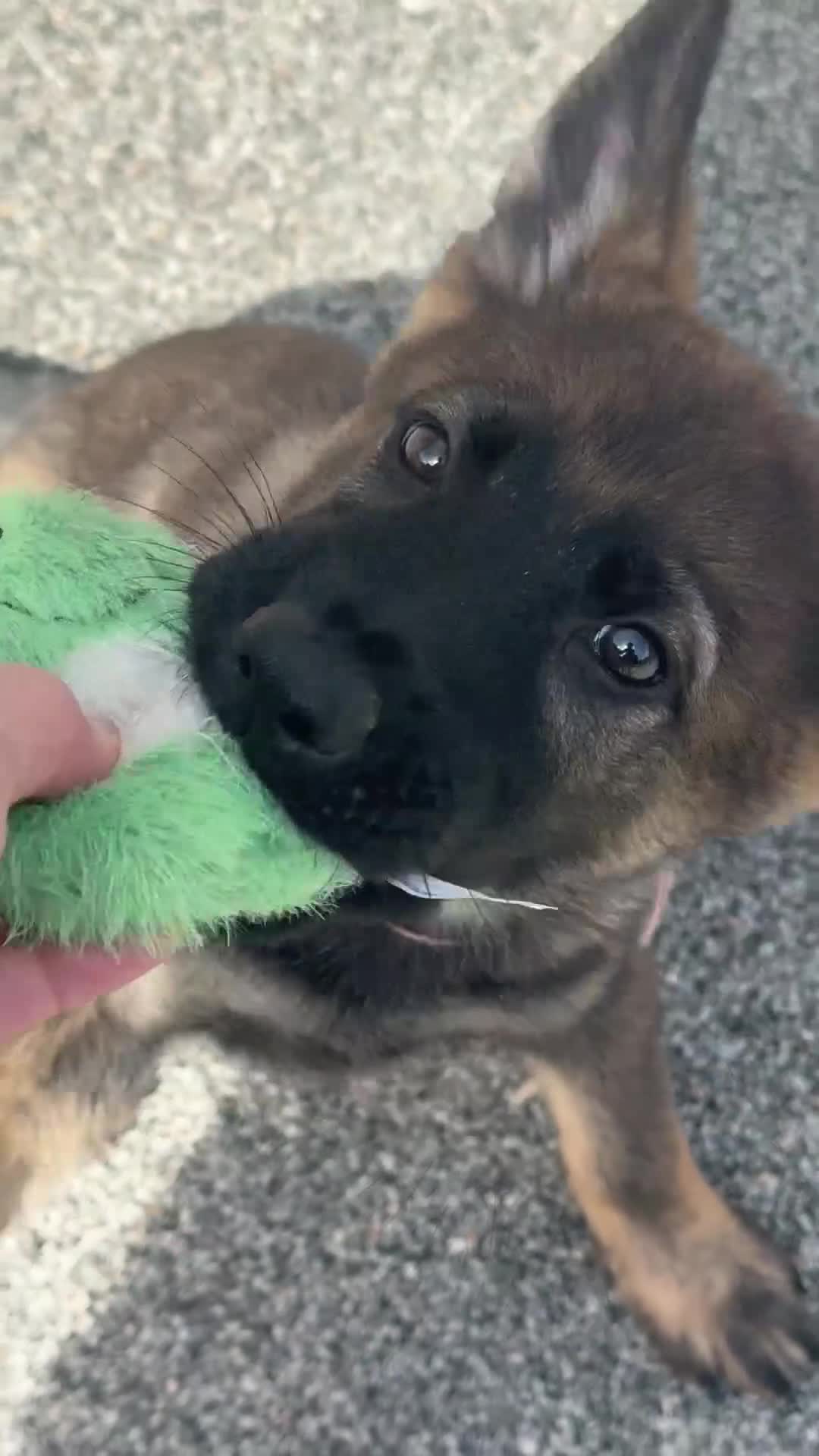 German Shepherd dogs for sale: Exceptional KC Reg Czech Working Line GSD Puppies - Video 2