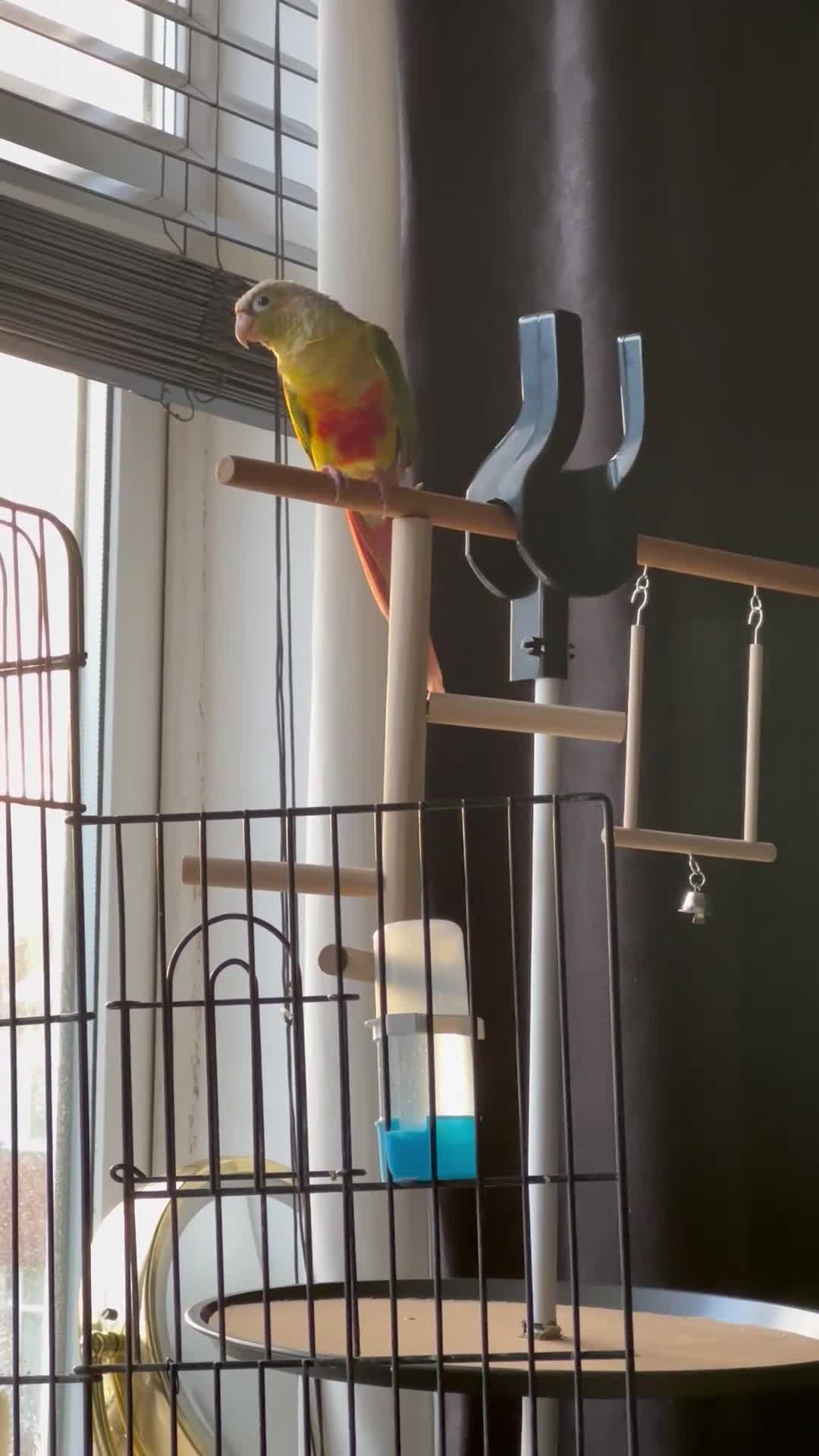 Conures birds for sale: Green-cheeked Conure  - Video 1