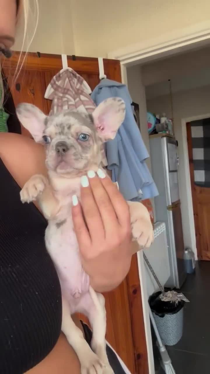 Mixed Breed dogs for sale: Boy French bull dog - Video 1