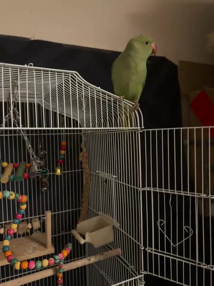 Ringnecks birds for sale: Lovely tamed baby indian ringneck in Wigston - Video 1
