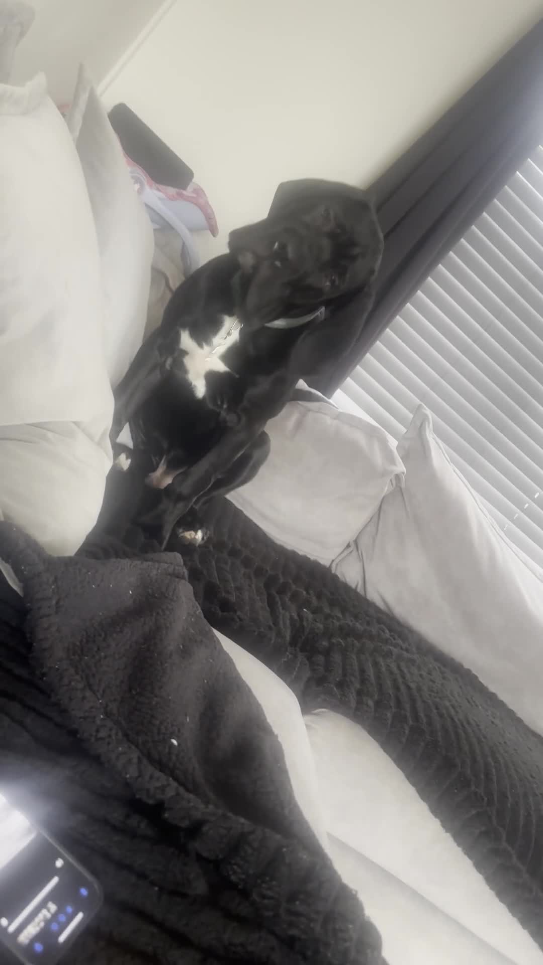 Mixed Breed dogs for sale: Cane corso/ Great Dane💓💓💖💖 - Video 2