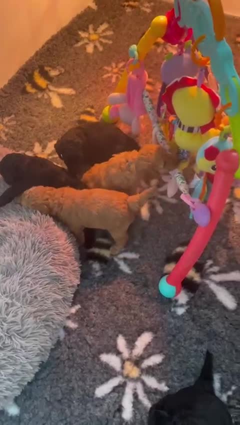 Miniature Poodle dogs for sale: KC reg miniature poodles, 5* licensed  - Video 1