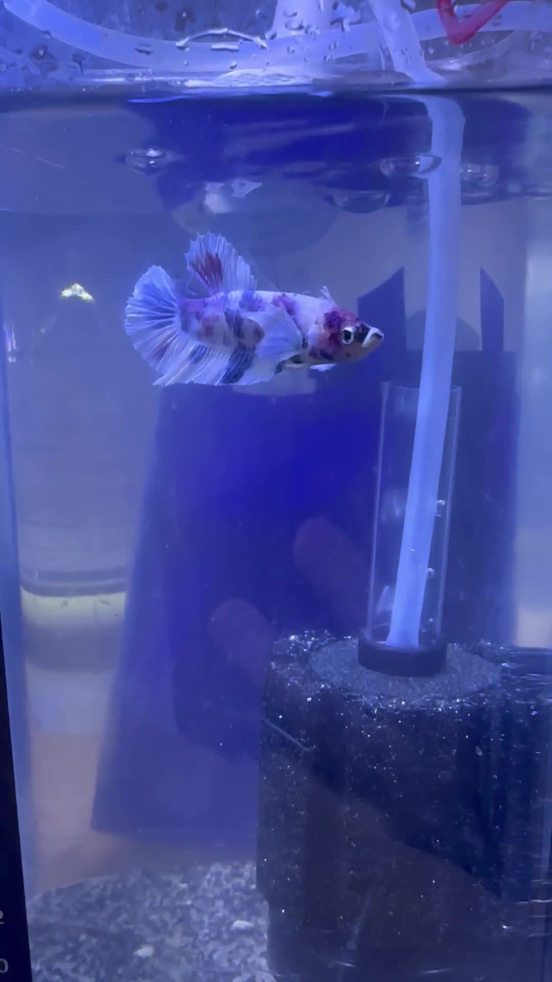 Bettas fish for sale: Betta fish seeking homes  - Video 1