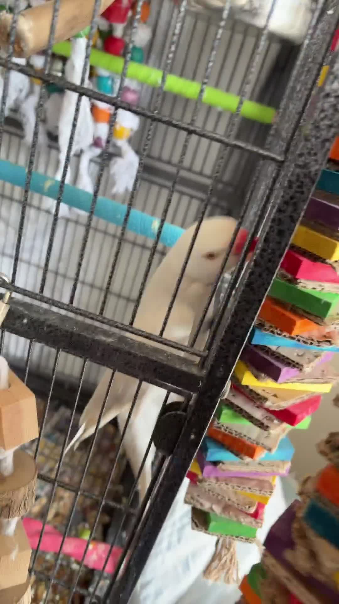 Ringnecks birds for sale: Albino Indian Ringneck  - Video 2