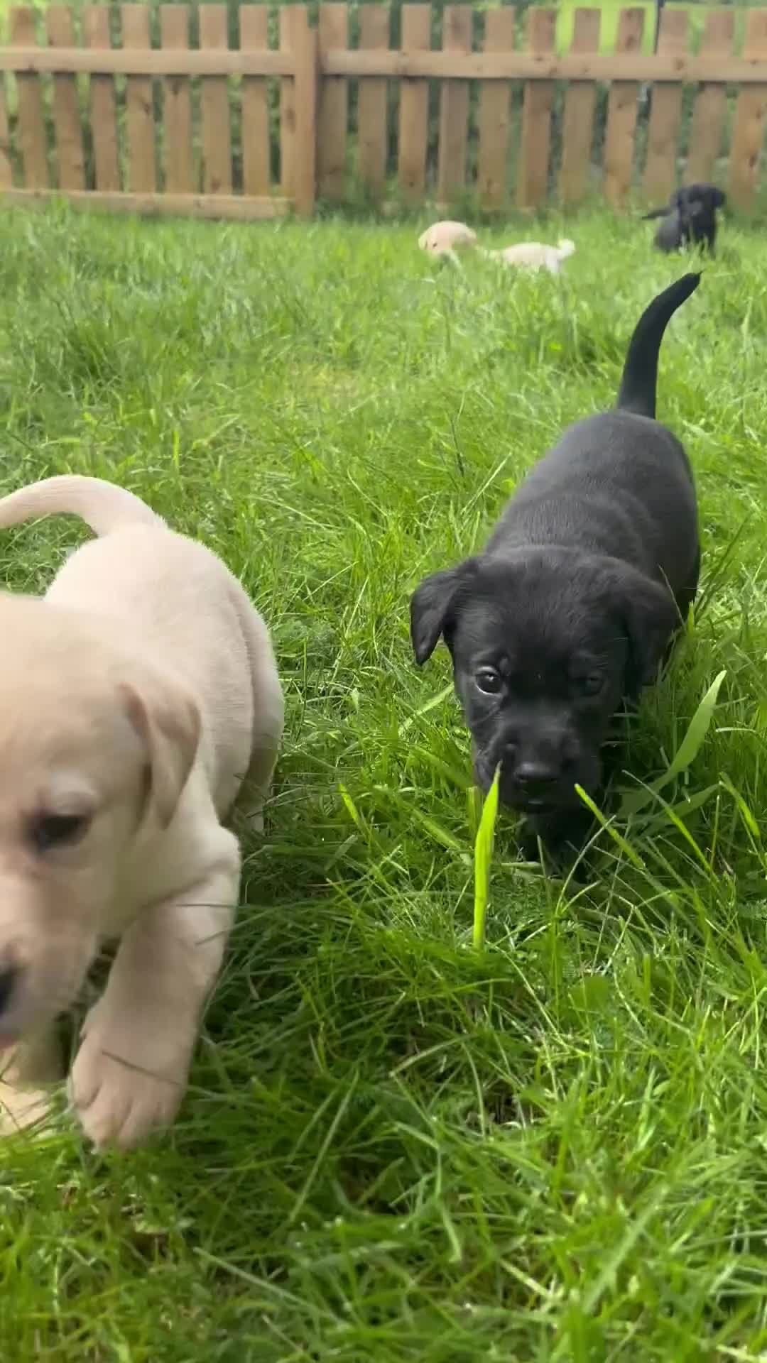 Labrador Retriever dogs for sale: Labrador puppies for sale - Video 1