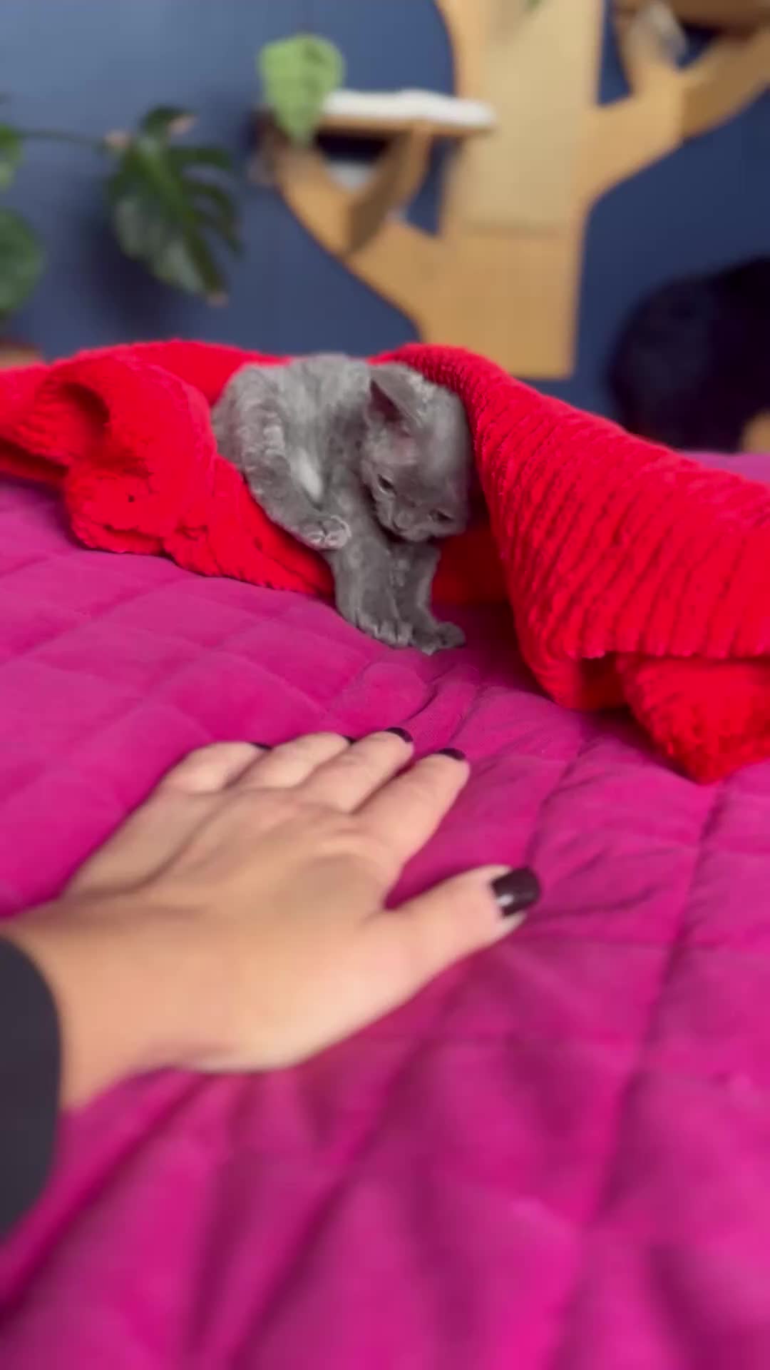 Devon Rex cats for sale: 💙 Devon Rex Female Kitten Available 💙 - Video 1