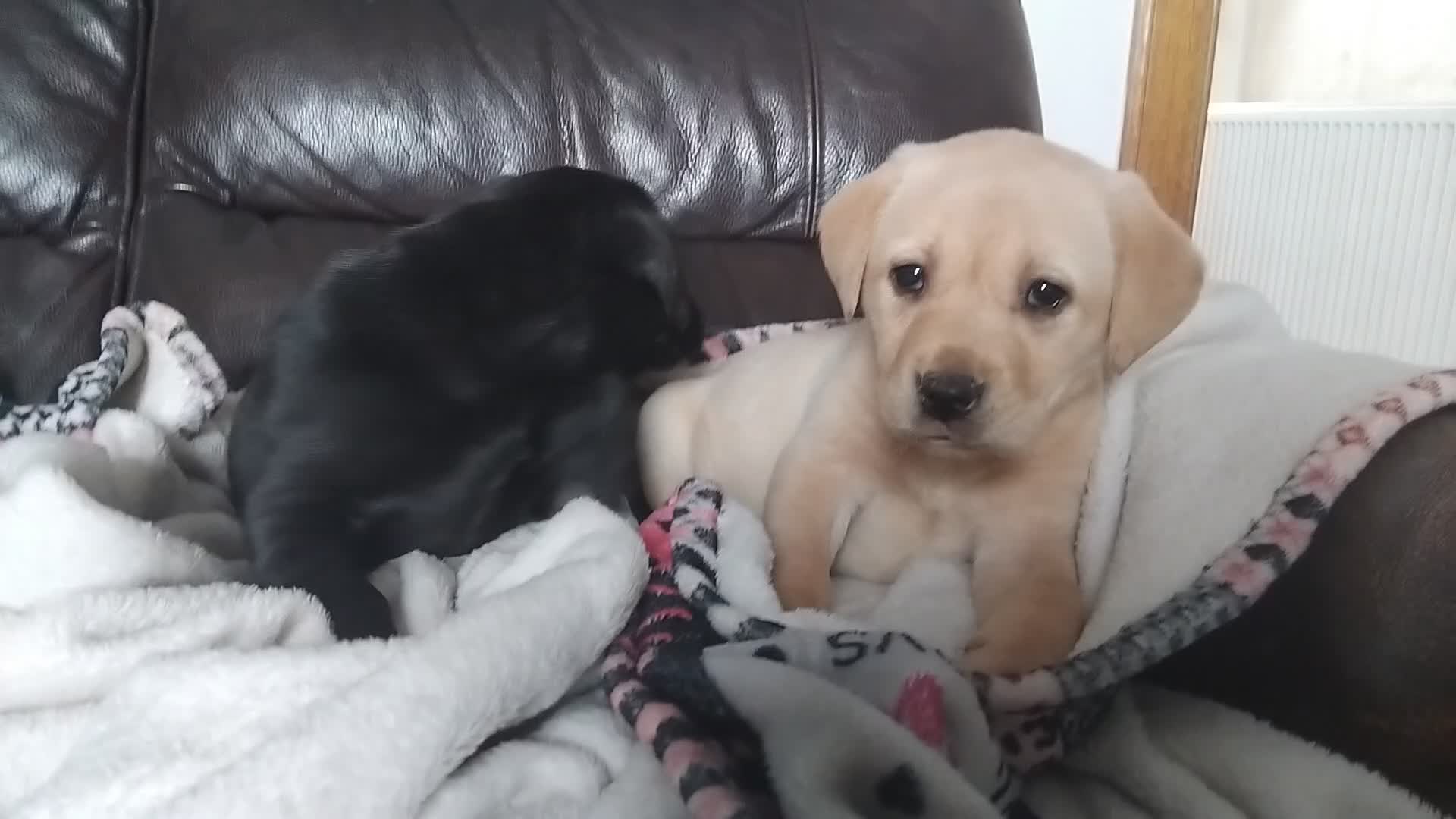 Labrador Retriever dogs for sale: Gorgeous Labrador KC Registered  - Video 3