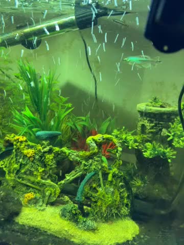 Shrimps fish for sale: 60L tank with fish!  - Video 1