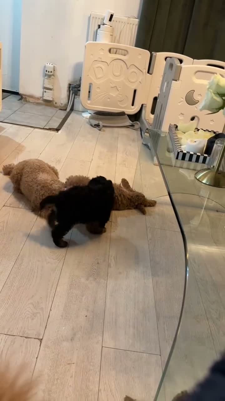 Toy Poodle dogs for sale: Beautiful Toy Poodle Puppies looking for new home  - Video 1