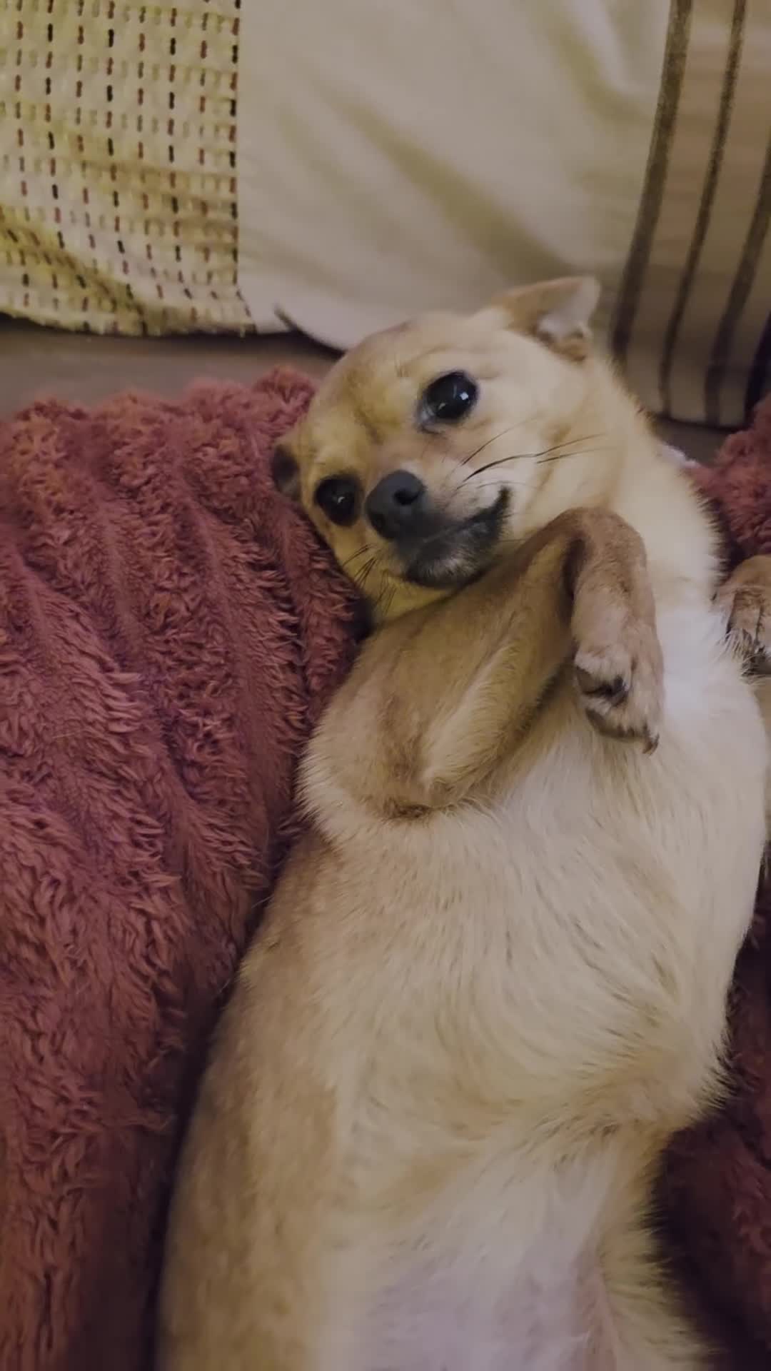 Pomchi dogs for sale: Beautiful poaching girl needing her forever home  - Video 1