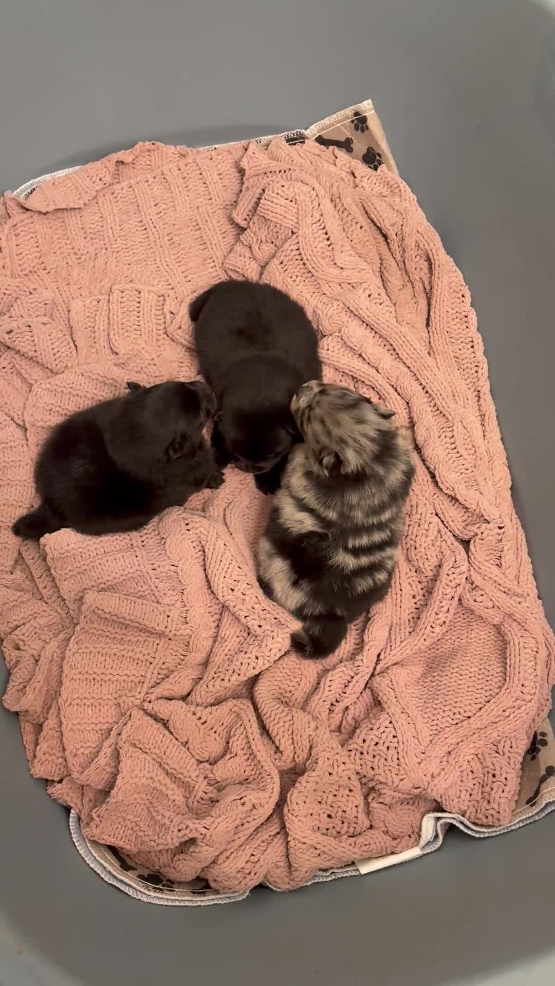 Pomeranian dogs for sale: Beautiful mini Pom bears - Video 1