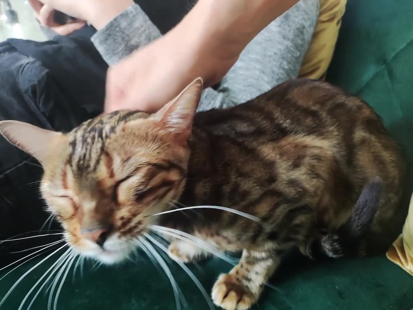 Bengal cats for sale: 🐆Rehoming our Beautiful 🔥Bengal Cats 🥺 TICA Reg - Video 2