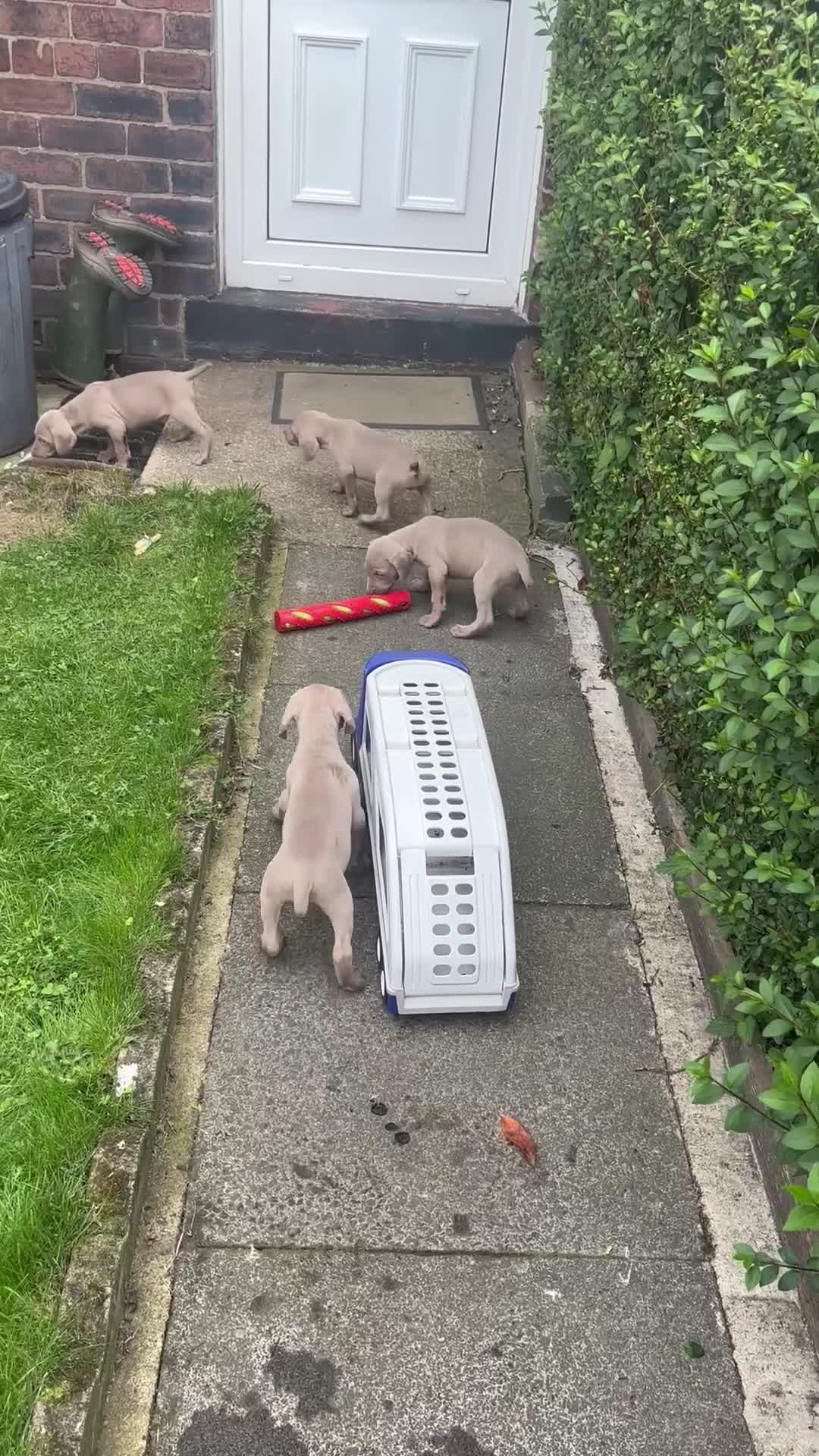Weimaraner dogs for sale: Kc reg Weimaraner - Video 2