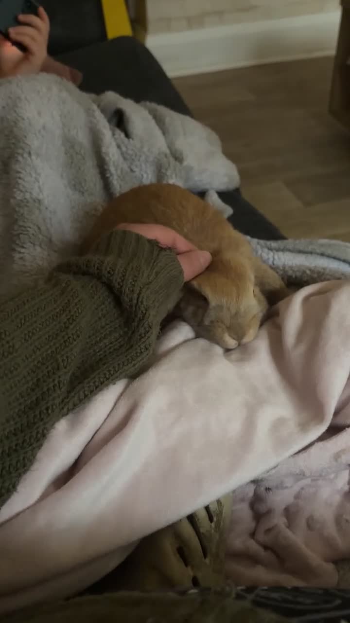Mini Lop rabbits for sale: Female Mini lop  - Video 1