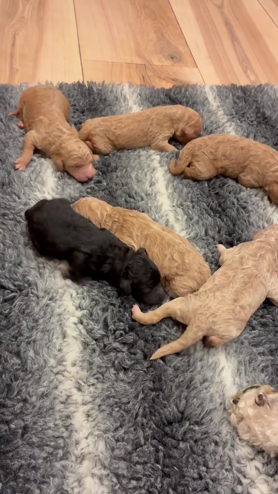 Standard Poodle dogs for sale: Beautiful KC Registered Standard Poodle Puppies - Video 2